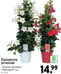 GAMMA Dipladenia piramide aanbieding