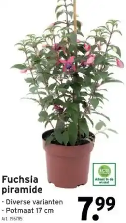GAMMA Fuchsia piramide aanbieding