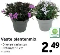 GAMMA Vaste plantenmix aanbieding