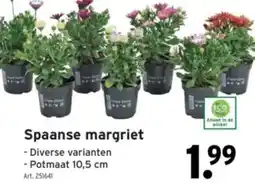 GAMMA Spaanse margriet aanbieding
