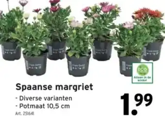 Spaanse margriet