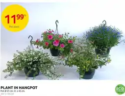 Brico Plant in hangpot aanbieding