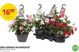 Brico Dipladenia in hangpot aanbieding