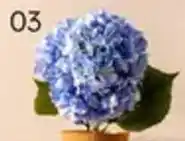 Multi bazar Bloem Hortensia aanbieding