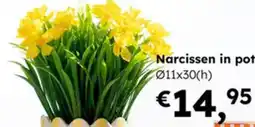 Multi bazar Narcissen in Pot aanbieding