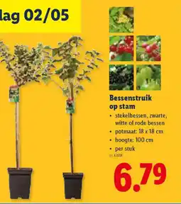 Lidl Bessenstruik op stam aanbieding