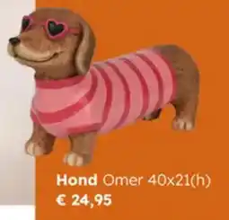 Multi bazar Hond Omer aanbieding
