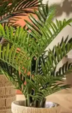 Multi bazar Palmboom in pot aanbieding