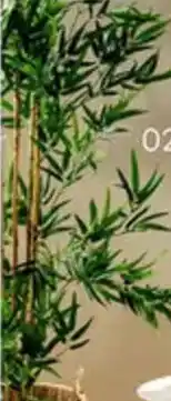 Multi bazar Bamboe in Pot aanbieding