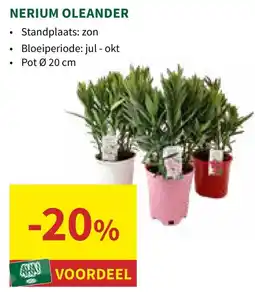 Horta Nerium Oleander aanbieding