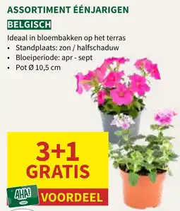 Horta Assortiment Eénjarigen aanbieding