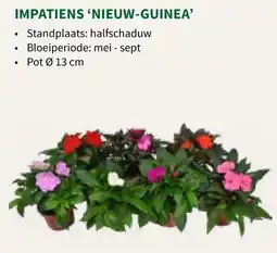Horta Impatiens 'nieuw-guinea' aanbieding