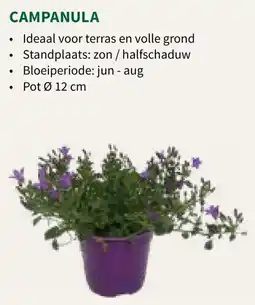 Horta Campanula aanbieding