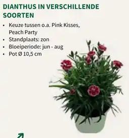 Horta Dianthus in Verschillende Soorten aanbieding