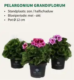 Horta Pelargonium Grandiflorum aanbieding