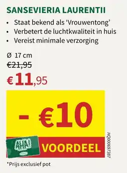 Horta Sansevieria Laurentii aanbieding