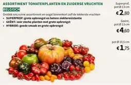 Horta Assortiment Tomatenplanten en Zuiderse Vruchten aanbieding