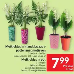 Intermarché Meiklokjes in mandalavaas of potten met motieven of Meiklokjes in pot aanbieding