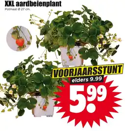 Dirk NL XXL aardbeienplant aanbieding