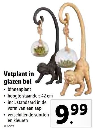 Lidl Vetplant in glazen bol aanbieding