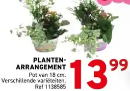 Trafic Planten arrangement aanbieding