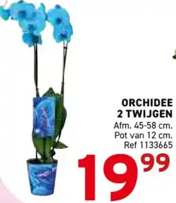 Trafic Orchidee 2 twijgen aanbieding