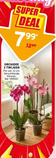Trafic Orchidee 2 twijgen aanbieding