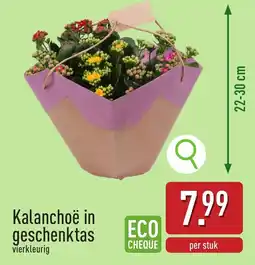 ALDI Kalanchoë in geschenktas aanbieding