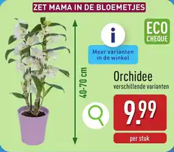 ALDI Orchidee aanbieding