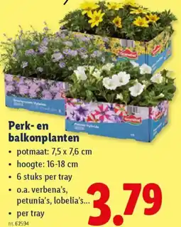 Lidl Perk en balkonplanten aanbieding