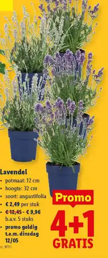 Lidl Lavendel aanbieding