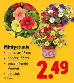 Lidl Minipetunia aanbieding