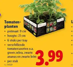 Lidl Tomaten planten aanbieding