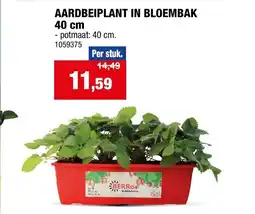 Hubo Aardbeiplant in bloembak aanbieding