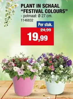 Hubo Plant in schaal festival colours aanbieding