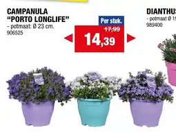 Hubo Campanula porto longlife aanbieding