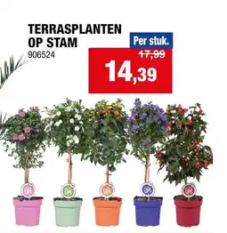 Hubo Terrasplanten op stam aanbieding