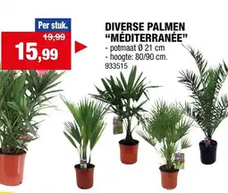 Hubo Diverse palmen méditerranée aanbieding