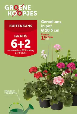AVEVE Geraniums in pot Ø 10,5 cm aanbieding