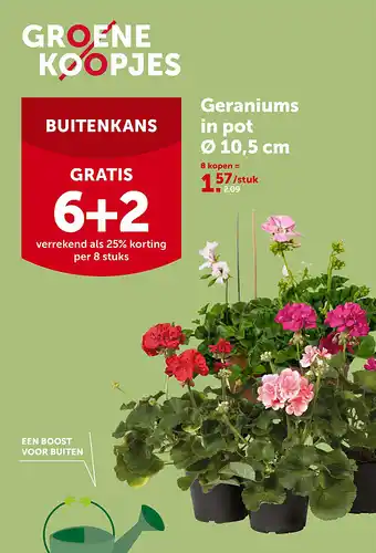 Geraniums in pot Ø 10,5 cm