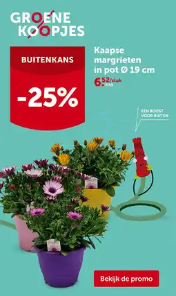 AVEVE Kaapse margrieten in pot Ø 19 cm aanbieding