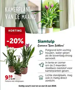 AVEVE KAMERPLANT VAN DE MAAND aanbieding