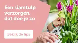 AVEVE Een siamtulp verzorgen, dat doe je zo aanbieding