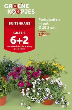 AVEVE Perkplanten in pot Ø 10,5 cm aanbieding