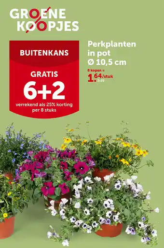 Perkplanten in pot Ø 10,5 cm