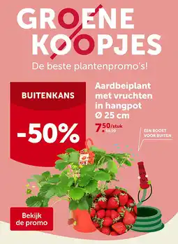 AVEVE Aardbeiplant met vruchten in hangpot Ø 25 cm aanbieding