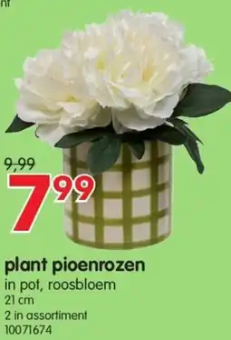 Yess Plant pioenrozen aanbieding