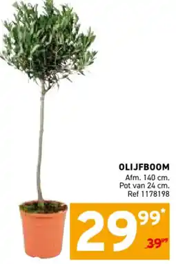 Trafic Olijfboom aanbieding