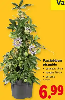 Lidl Passiebloem piramide aanbieding