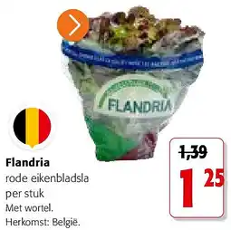 Colruyt Flandria rode eikenbladsla aanbieding